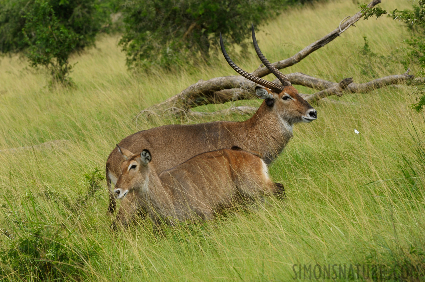 Kobus defassa [240 mm, 1/400 sec at f / 10, ISO 400]